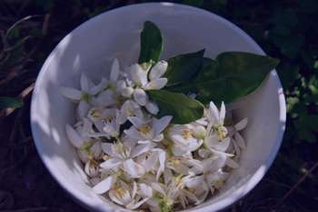 خواص گل بهار نارنج , خواص بهار نارنج , گل بهار نارنج