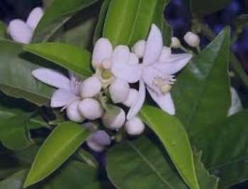 خواص گل بهار نارنج , خواص بهار نارنج , گل بهار نارنج