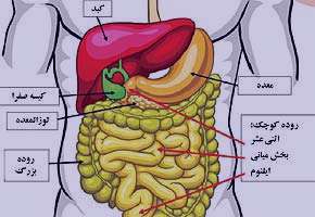 دستگاه گوارش, اسهال مزمن, تغذيه درماني دستگاه گوارش, اسهال مزمن, تغذيه درماني