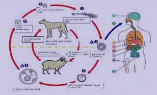 تنگی نفس, انگل روده ای, دستگاه گوارش