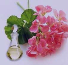 روغن شمعدانی؛ دشمن چین و چروک ها روغن شمعدانی؛ دشمن چین و چروک ها