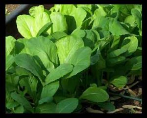 سبزی شاهی , سبزی شاهی را گویند , سبزی شاهین , سبزی شاهی در بارداری سبزی شاهی , سبزی شاهی را گویند , سبزی شاهین , سبزی شاهی در بارداری