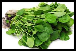سبزی شاهی , سبزی شاهی را گویند , سبزی شاهین , سبزی شاهی در بارداری سبزی شاهی , سبزی شاهی را گویند , سبزی شاهین , سبزی شاهی در بارداری