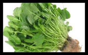 سبزی شاهی , سبزی شاهی را گویند , سبزی شاهین , سبزی شاهی در بارداری سبزی شاهی , سبزی شاهی را گویند , سبزی شاهین , سبزی شاهی در بارداری