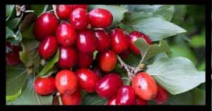 عرق کیالک , عرق کیالک چه خاصیتی دارد , عرق کیالک برای پوست , عرق کیالک در بارداری عرق کیالک , عرق کیالک چه خاصیتی دارد , عرق کیالک برای پوست , عرق کیالک در بارداری