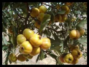 عرق کیالک , عرق کیالک چه خاصیتی دارد , عرق کیالک برای پوست , عرق کیالک در بارداری عرق کیالک , عرق کیالک چه خاصیتی دارد , عرق کیالک برای پوست , عرق کیالک در بارداری