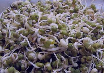 ماش در بارداری , ماش در بارداری , خوردن ماش در بارداری , مصرف ماش در بارداری ماش در بارداری , ماش در بارداری , خوردن ماش در بارداری , مصرف ماش در بارداری