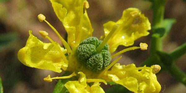 سداب , سداب چیست , سداب و لاغری , سداب سرکه