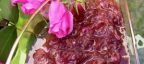 آموزش مرحله به مرحله و طرز تهیه مربا گل محمدی بسیار خوش عطر و زیبا