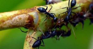 تعبیر خواب مورچه حضرت یوسف و دیدن مورچه
