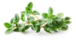تعبیر خواب آویشن | 21 تعبیر دیدن اویشن در خواب