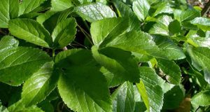 خواص و فواید دارویی مصرف گیاه برباله در طب سنتی چیست